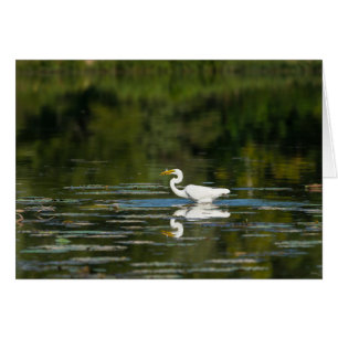 Egret Fish Feast