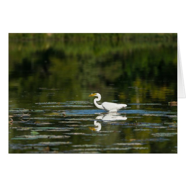 Egret Fish Feast (Front Horizontal)