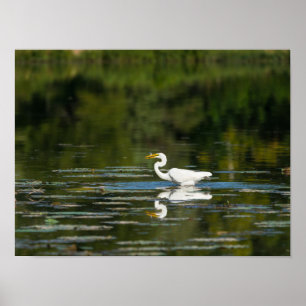 Egret Fish Feast Poster