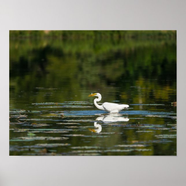 Egret Fish Feast Poster (Front)