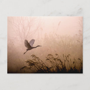 Egret Flying in Fog at Sunrise Postcard