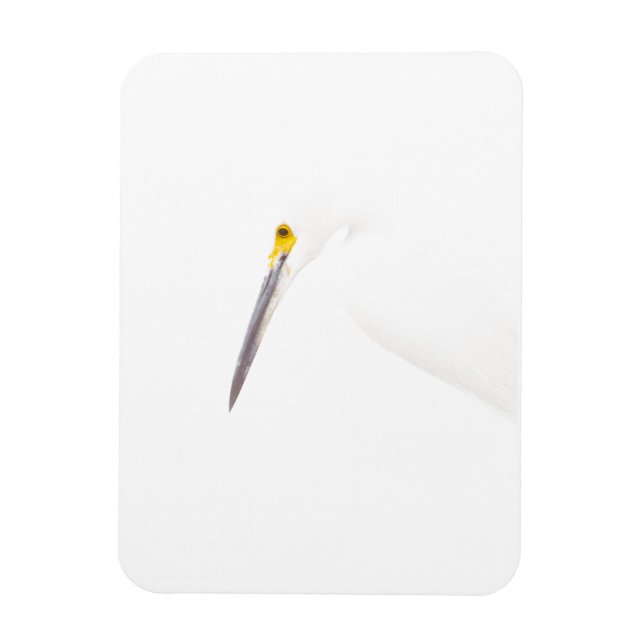 Egret headshot magnet (Vertical)
