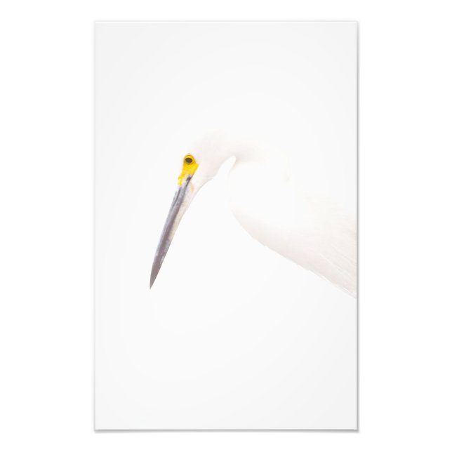Egret headshot photo print (Front)