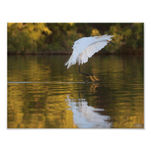 Egret in flight over Golden Pond Photo Print