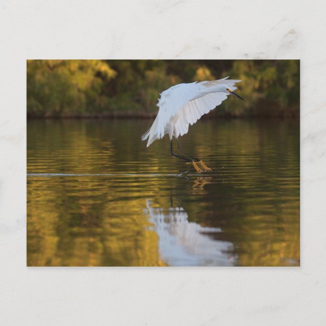 Egret in flight over Golden pond Postcard (Front)