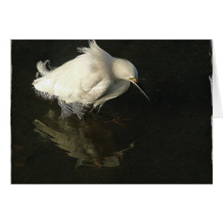 Egret in Lake Merritt, by Heidi Rand