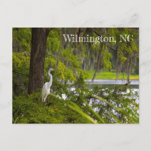 Egret in Wilmington, NC Postcard (Front)