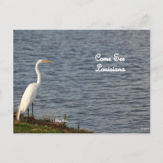 Egret inviting you to come to Louisiana Postcard (Front)