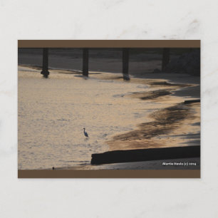 Egret on Shore II Blue Beach Song™ Postcard