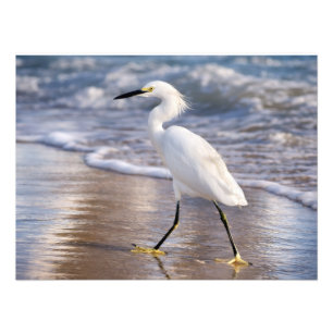 Egret on shoreline Photo Print