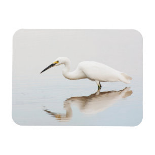 Egret on still pond magnet