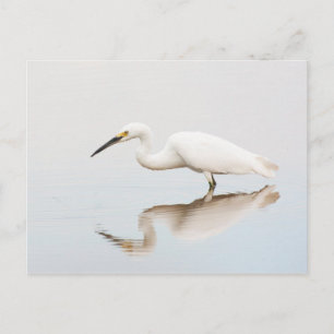 Egret on still pond postcard