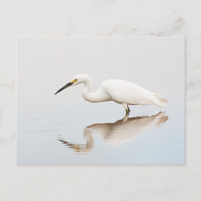 Egret on still pond postcard (Front)