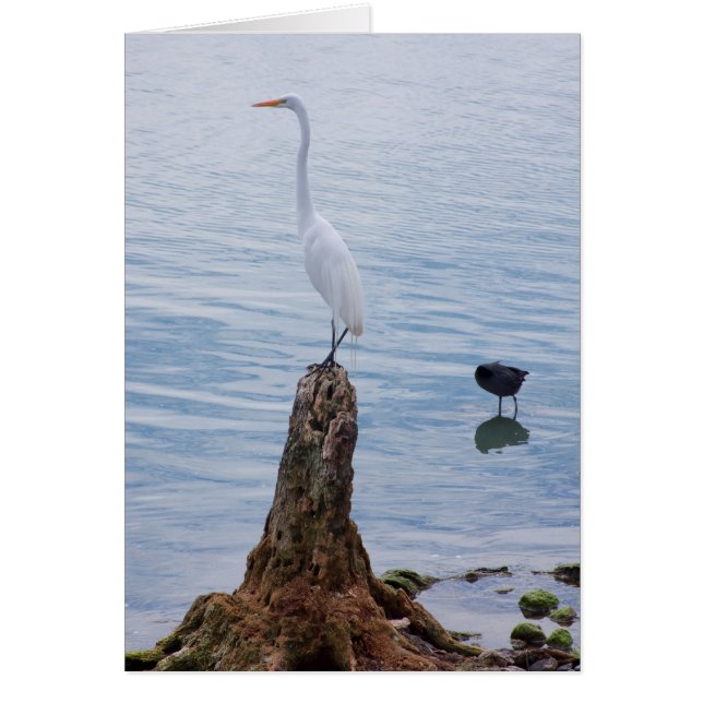 Egret Perch (Front)