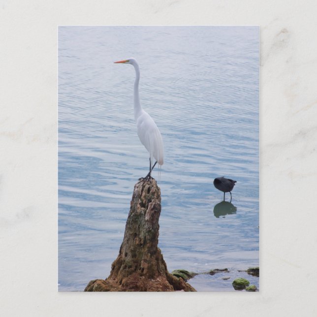 Egret Perch Postcard (Front)