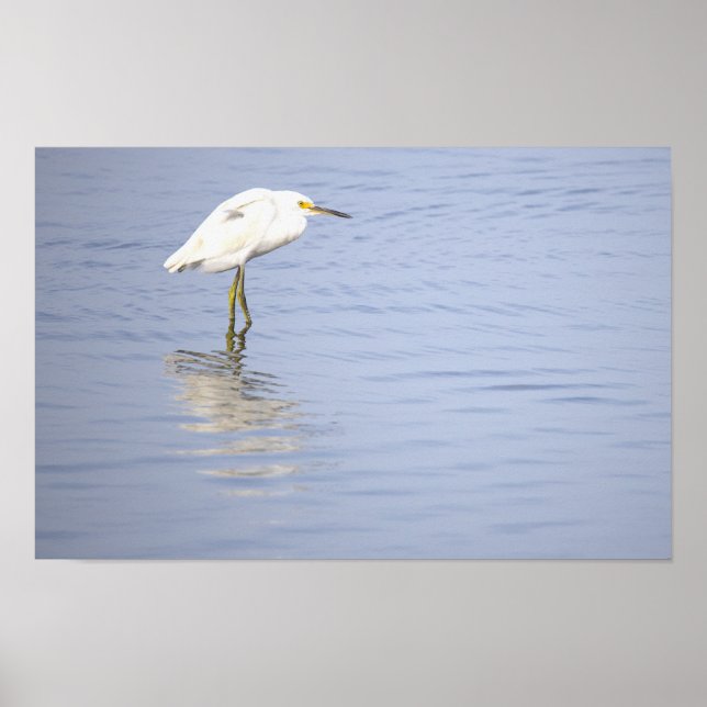 Egret Photo Poster  (Front)