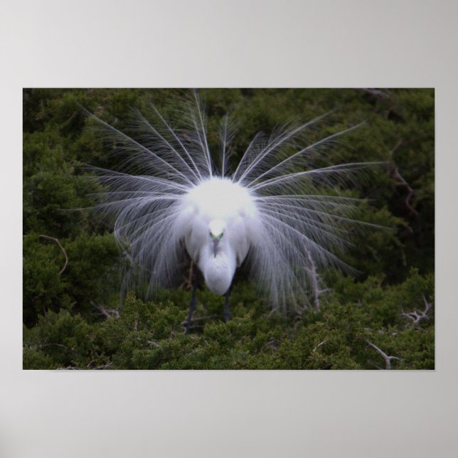 Egret Photo Poster (Front)