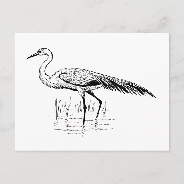 egret postcard (Front)
