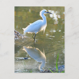 Egret postcard