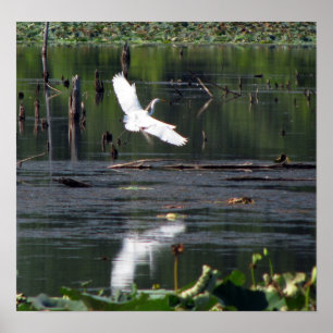 Egret Poster