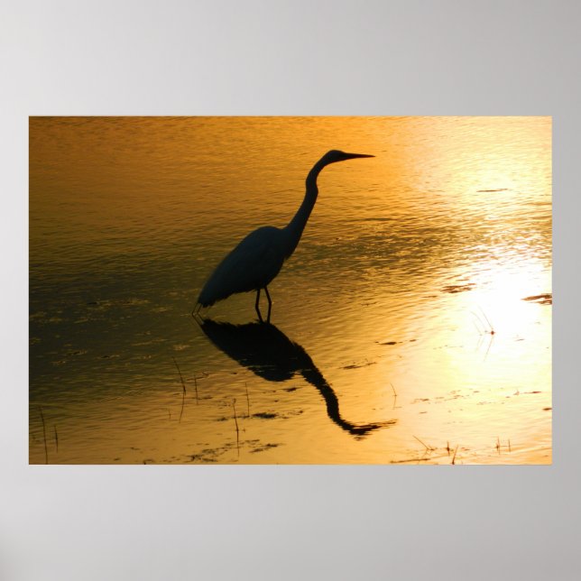 Egret Reflection at Sunset Poster (Front)