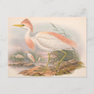 Egret Vintage Zoological Sketch Postcard