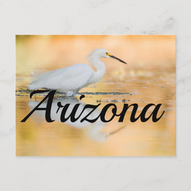 Egret when the Sun is Setting, Arizona Postcard (Front)