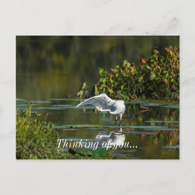 Egret Wing Exam Thinking Of You Postcard (Front)