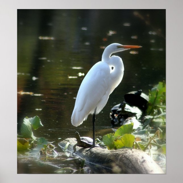 Egret with Turtles Poster (Front)