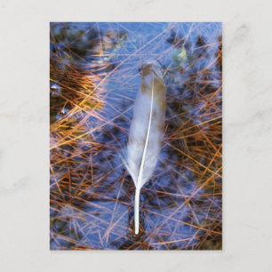 Egret's feather postcard