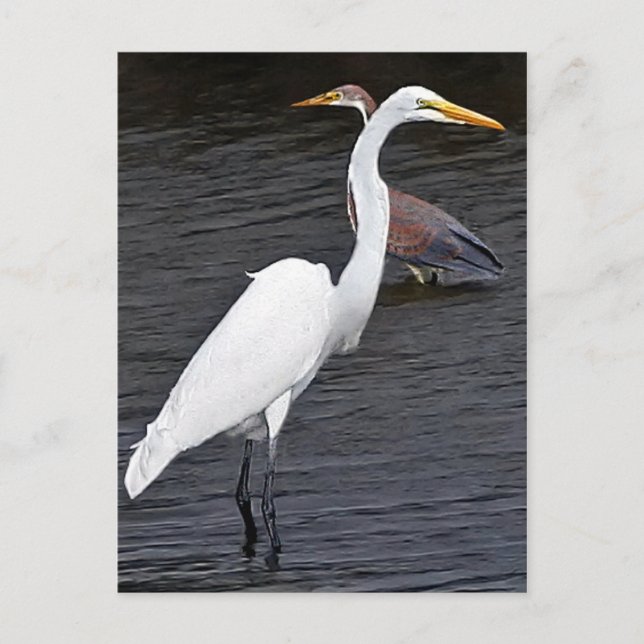 Egrets Postcard (Front)
