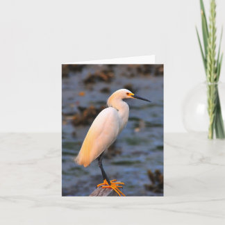 Egretta thula card