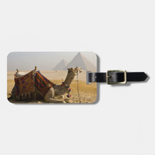 Egypt, Cairo. A lone camel Luggage Tag