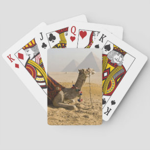 Egypt, Cairo. A lone camel Playing Cards