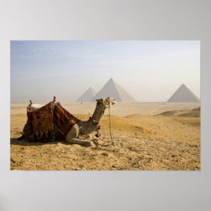 Egypt, Cairo. A lone camel Poster