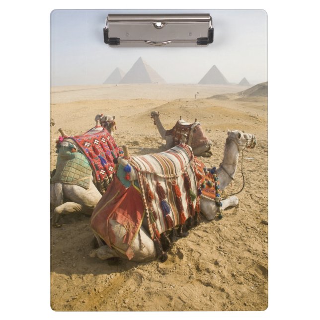Egypt, Cairo. Resting camels Clipboard (Front)