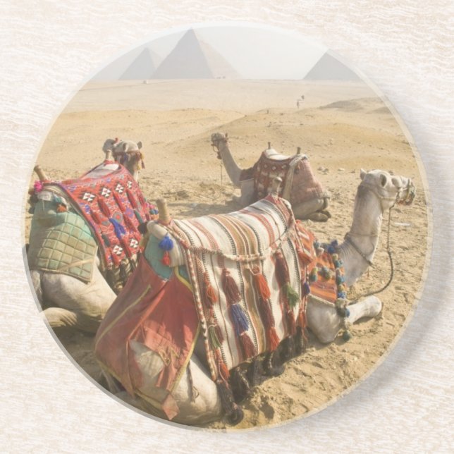Egypt, Cairo. Resting camels Coaster (Front)