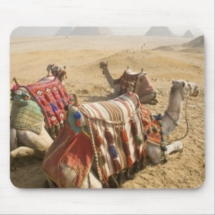 Egypt, Cairo. Resting camels Mouse Pad