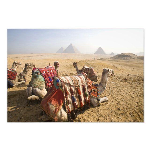 Egypt, Cairo. Resting camels Photo Print (Front)