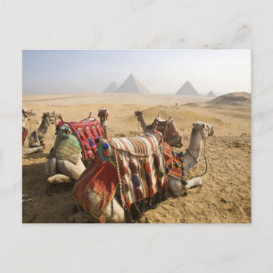 Egypt, Cairo. Resting camels Postcard