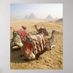 Egypt, Cairo. Resting camels Poster