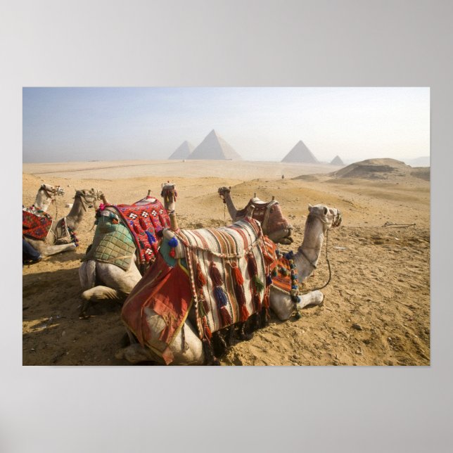 Egypt, Cairo. Resting camels Poster (Front)