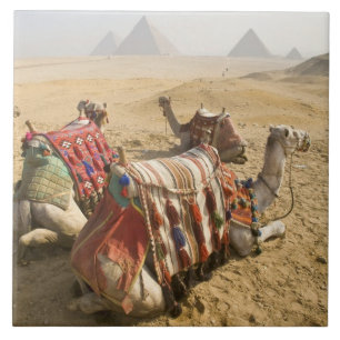 Egypt, Cairo. Resting camels Tile