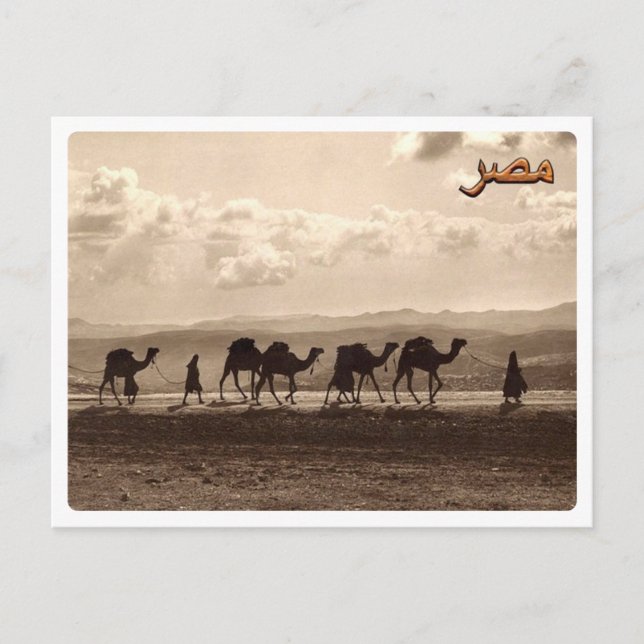 Egypt - Camels - Postcard (Front)