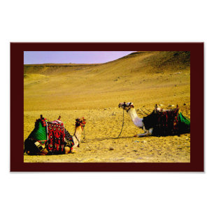 Egyptian Camels Photo Print