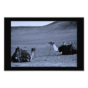 Egyptian Camels Photo Print