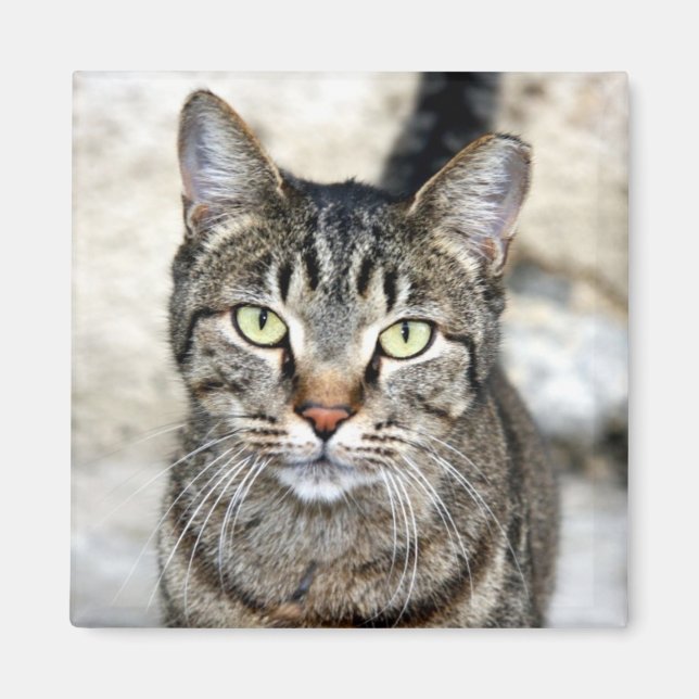 Egyptian Cat Magnet (Front)