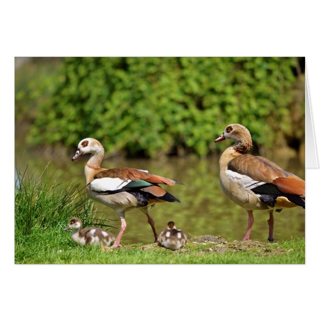 Egyptian Geese and chicks (Front Horizontal)