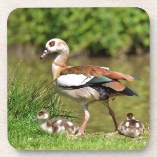 Egyptian Geese and chicks Coaster