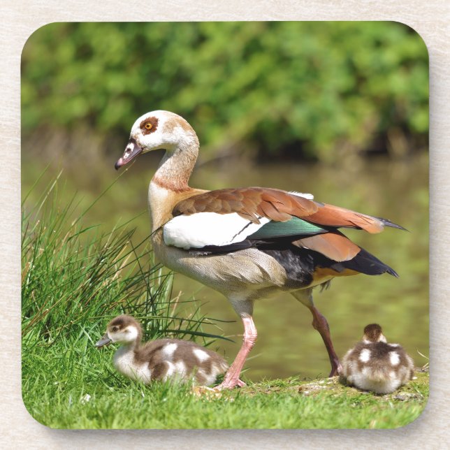 Egyptian Geese and chicks Coaster (Front)